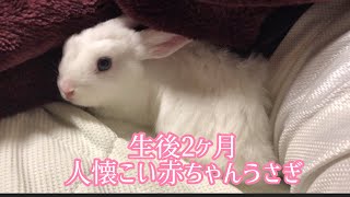 生後2ヶ月 人懐こい赤ちゃんうさぎ