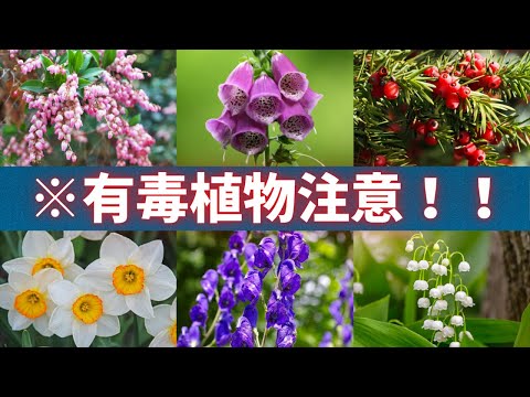 庭にある危険な有毒植物 ライフスタイル