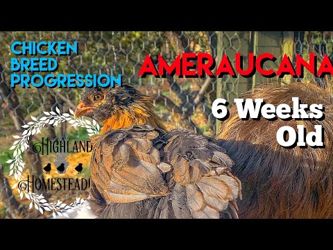 , title : 'Ameraucana: Chicken Breed Progression of Chick to Adult - 6-weeks old'