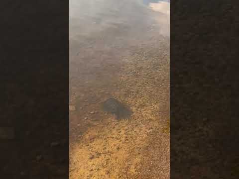 Snapping turtle seen in Lake Chocorua
