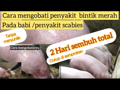 , title : 'Cara mengobati penyakit bintik merah/scabies pada Babi dengan ampuh dan aman. 2 HARI SEMBUH DIJAMIN!'