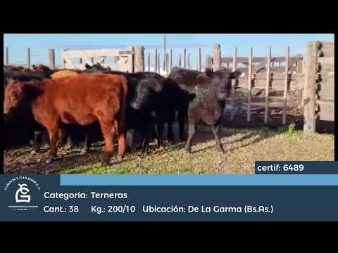 Lote Hembras - De la Garma Bs As