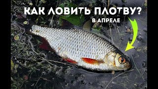 Когда начинается активный клев плотвы на днепре