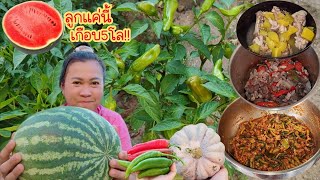 กรี๊ด!!​ดีใจ​ได้กินแล้ว​แตงโม​ที่ไม่ได้ตั้งใจ​ปลูก​ ลงสวนผักเก็บผักทำกับข้าว.Ep85/2025