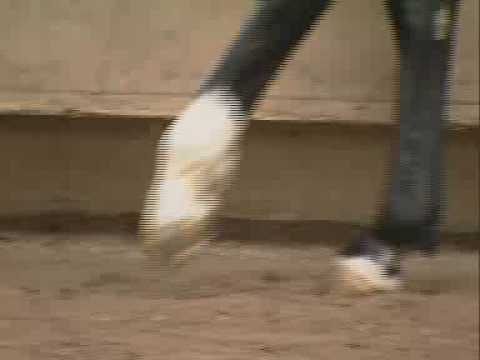 Handarbeit für junge Dressurpferde | Fritz Stahlecker