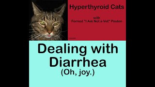 Hyperthyroid Cats: Dealing with Diarrhea