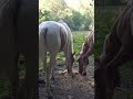 Poulain Pie Palomino de 2024