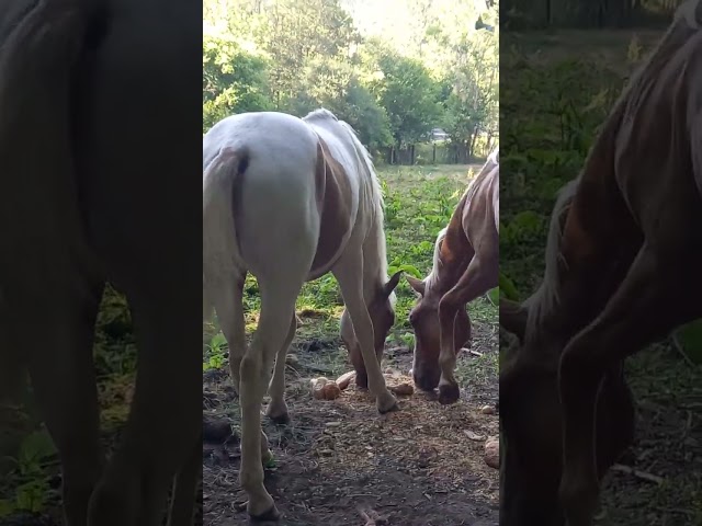 Poulain Pie Palomino de 2024