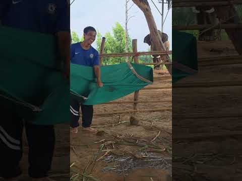 ไม่มีคำว่าพ่อลูกนาที เปลของหนูหนูตะนอน🤣🤣🤣 #พังใบเฟิร์น #elephant #animals