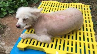 Pets Rescue | Update The Master Of The Mother Dog Does Not Care About It Abandon It When In Diseases