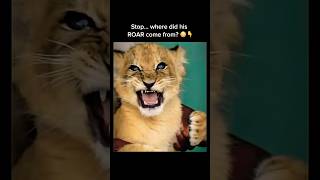 Baby Lion Showing an Unexpected Roar