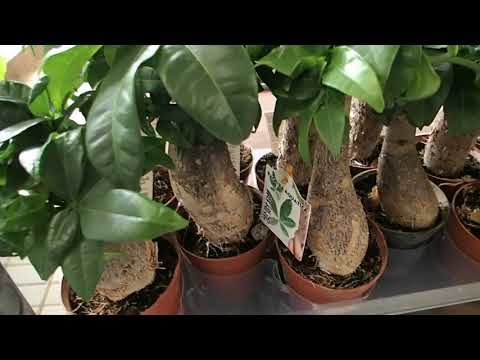 Pachira aquatica with a rough trunk