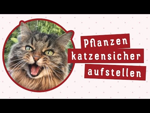 , title : '#009 Pflanzen katzensicher aufstellen'