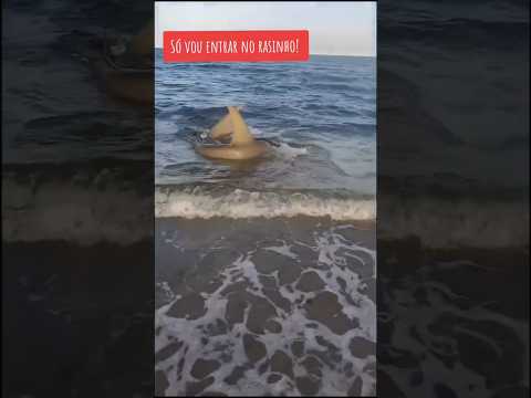 A praia de BOA VIAGEM RECIFE - PERNAMBUCO é mais perigosa do Brasil, cheia de tubarões #praiasbrasil