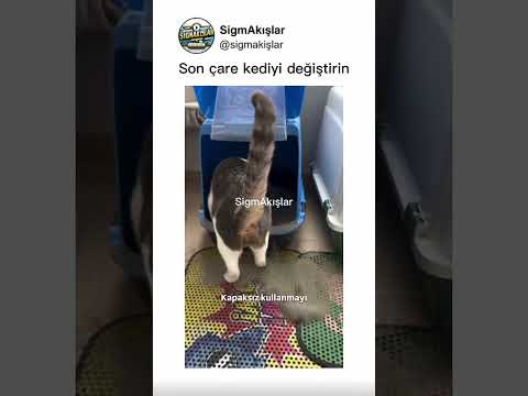Son çare kediyi değiştirin