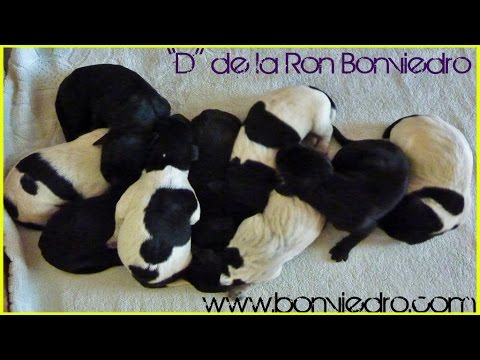CACHORROS de BRACO ALEMAN con 1 DIA | DEUTSCH KURZHAAR (GSP) PUPPIES 1 DAY