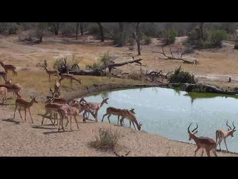 Djuma: Impala herd - 09:37- 09/17/18