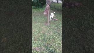 pitbull attacked me