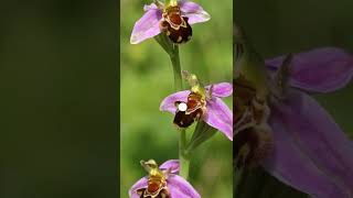 Download lagu MAAF maksudnya ANGGREK berbentuk aneh #shorts mp3 Download lagu MAAF maksudnya ANGGREK berbentuk aneh #shorts mp3