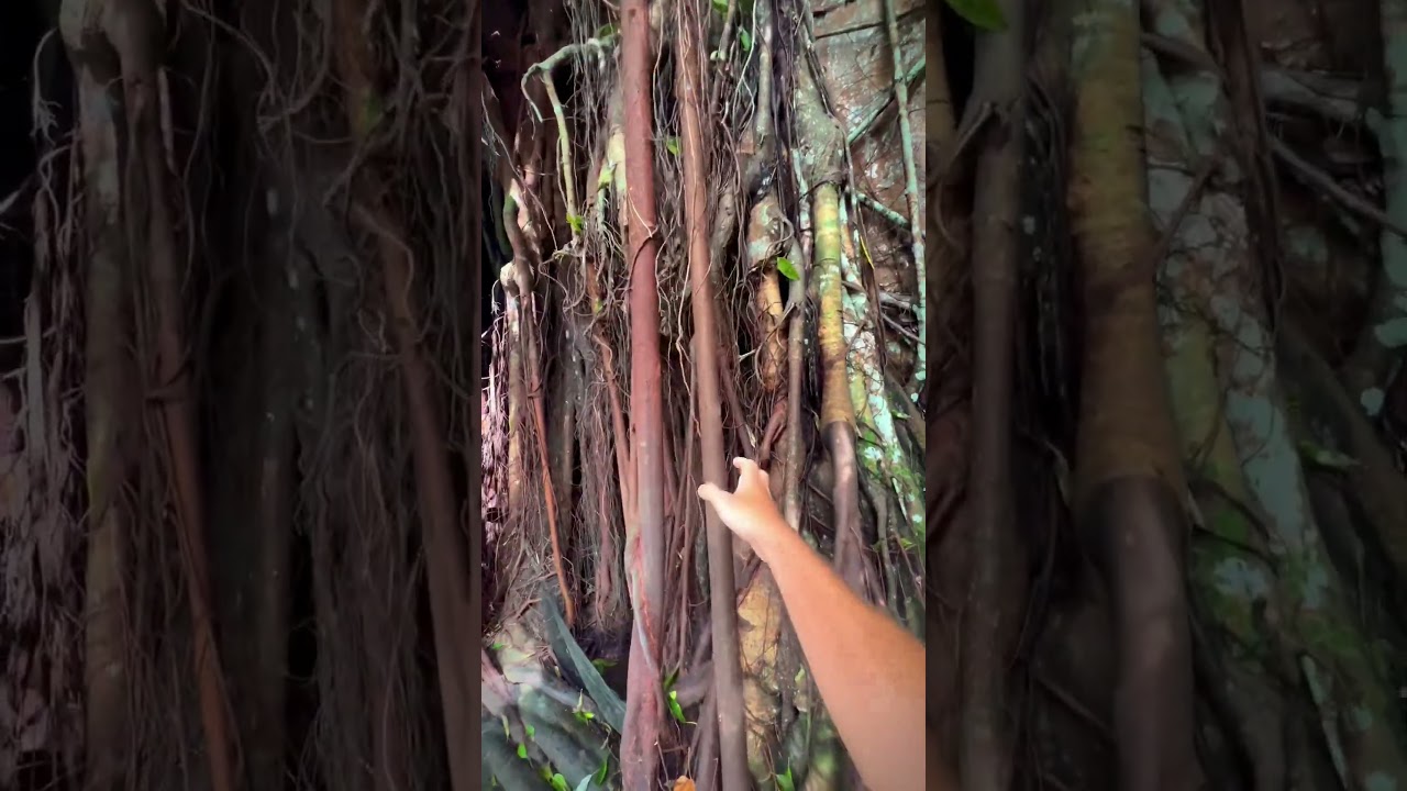 YouTube Short thumbnail