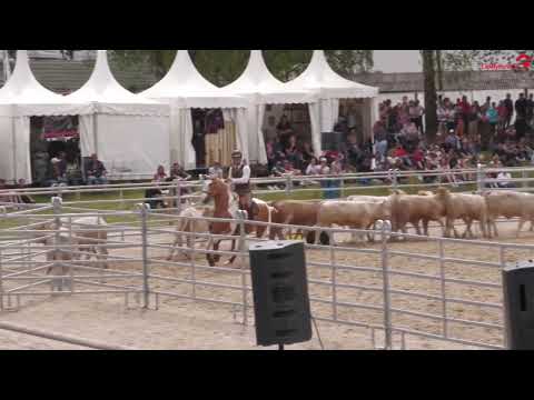 Siegesritt Mitja Hinzpeter | Pferd International München 2023