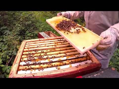 Invintring biodling 2019 del 1-2