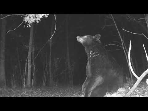 Harlot's Nest - Take My Final Breath (Alone in Restless Night) 