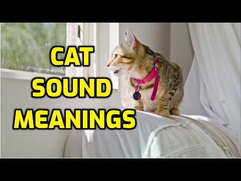 Why Do Cats Chatter And Chirp?
