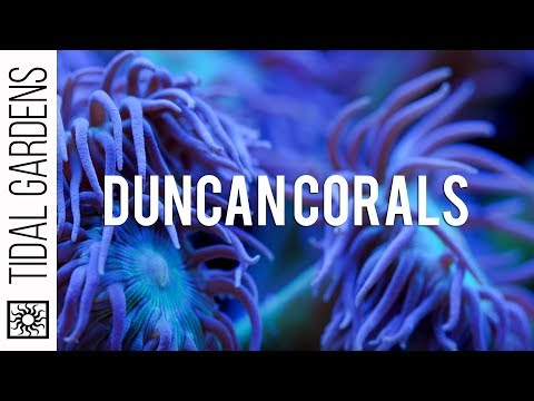 Duncan Coral Care Tips