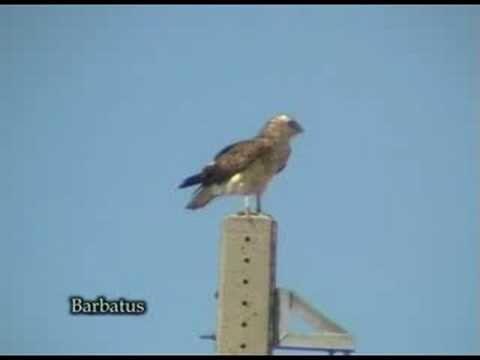 Aguila culebrera ( Circaetus gallicus ) Short-toed eag