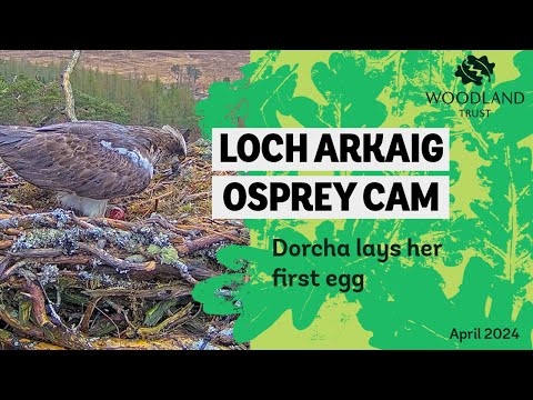 Osprey female lays first egg of the season - Loch Arkaig Osprey Cam