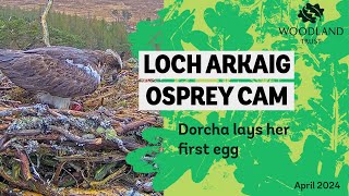 Osprey female lays first egg of the season - Loch Arkaig Osprey Cam