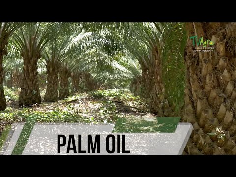 Good agronomic practices in palm oil cultivation (English subtitle) - TvAgro by Juan Gonzalo Angel