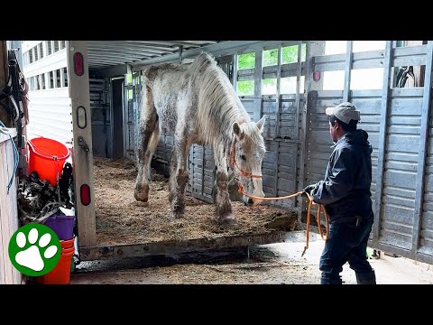 Rescued workhorses goes through incredible transformation