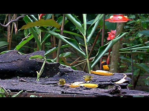 Panama Fruit Feeder New Cam Species: Tawny-capped Euphonia – July 28, 2020