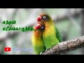 Tamil Whatsapp Status Malliye Cinna Pandi Durai 90s Hits பாண்டித்துரை