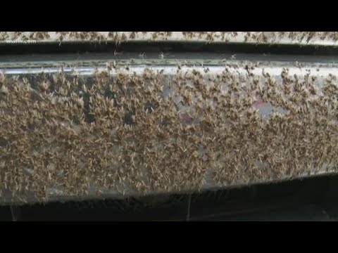 Bugs swarm Causeway bridge, lower visibility for New Orleans drivers