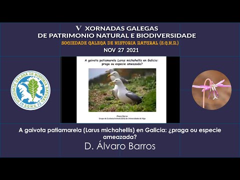 Vídeo: A gaivota patiamarela (Larus michahellis) en Galicia: praga ou especie ameazada?