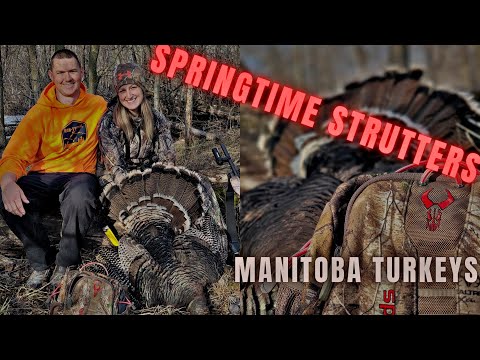 Springtime Strutters | Manitoba Turkey Hunting
