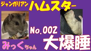 ハムスター 大爆睡