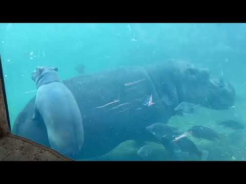 Fiona, Fritz, Bibi and Tucker at the Cincinnati zoo!