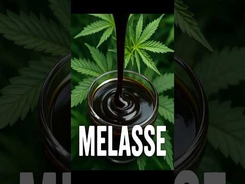 Melasse im Grow 🌱🍯 Der süße Booster