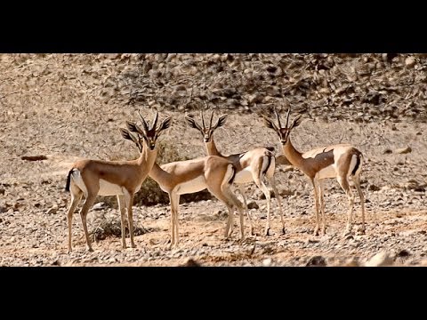 נחל צניפים - נוף בראשית מדהים!