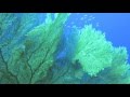 Fan Coral - Fuvahmulah, Farikede Divers Fuvahmulah , Malediven
