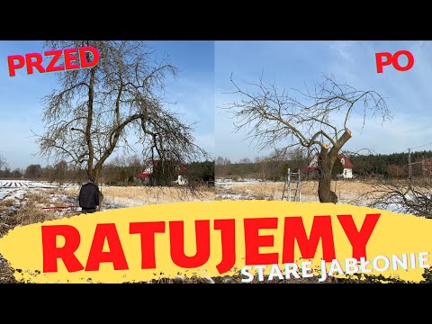 Ratujemy stare jabłonie - jabłoń #4