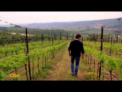 Tenuta Il Canovino - Quicibo