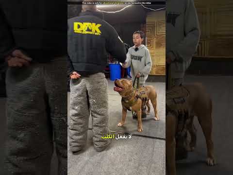 كلب وفي يطرح مهاجماً لحماية صاحبه 🐕🛡️