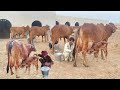 Choudhary Sahiwal Cattle and Dairy Farm 32.600 Kg Milk Record