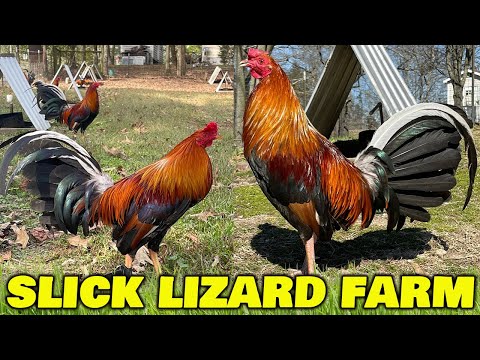 Nice YLH Hoskins Sweater 4 Webber SLICK LIZARD FARM