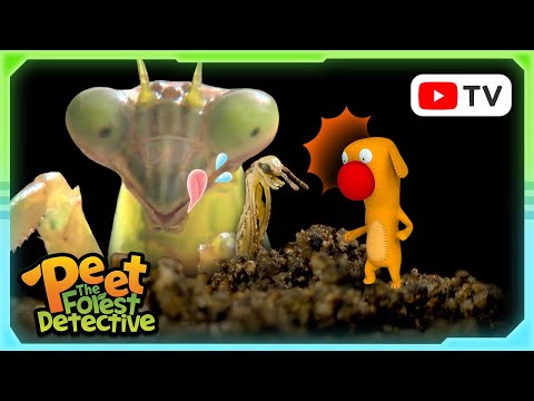 Incredible Insects: Tiny Wonders of the Natural World | Peet The Forest Detective